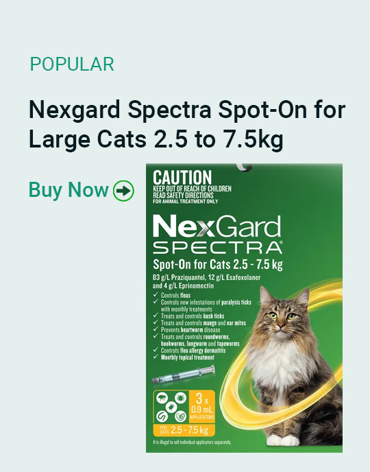 Nexgard Spectra Spot-On for Large Cats 2.5 to 7.5kg Pet Talk
