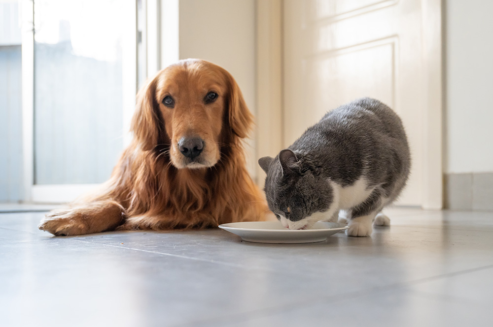 How to Safely Transition your Dog or Cat to New Food